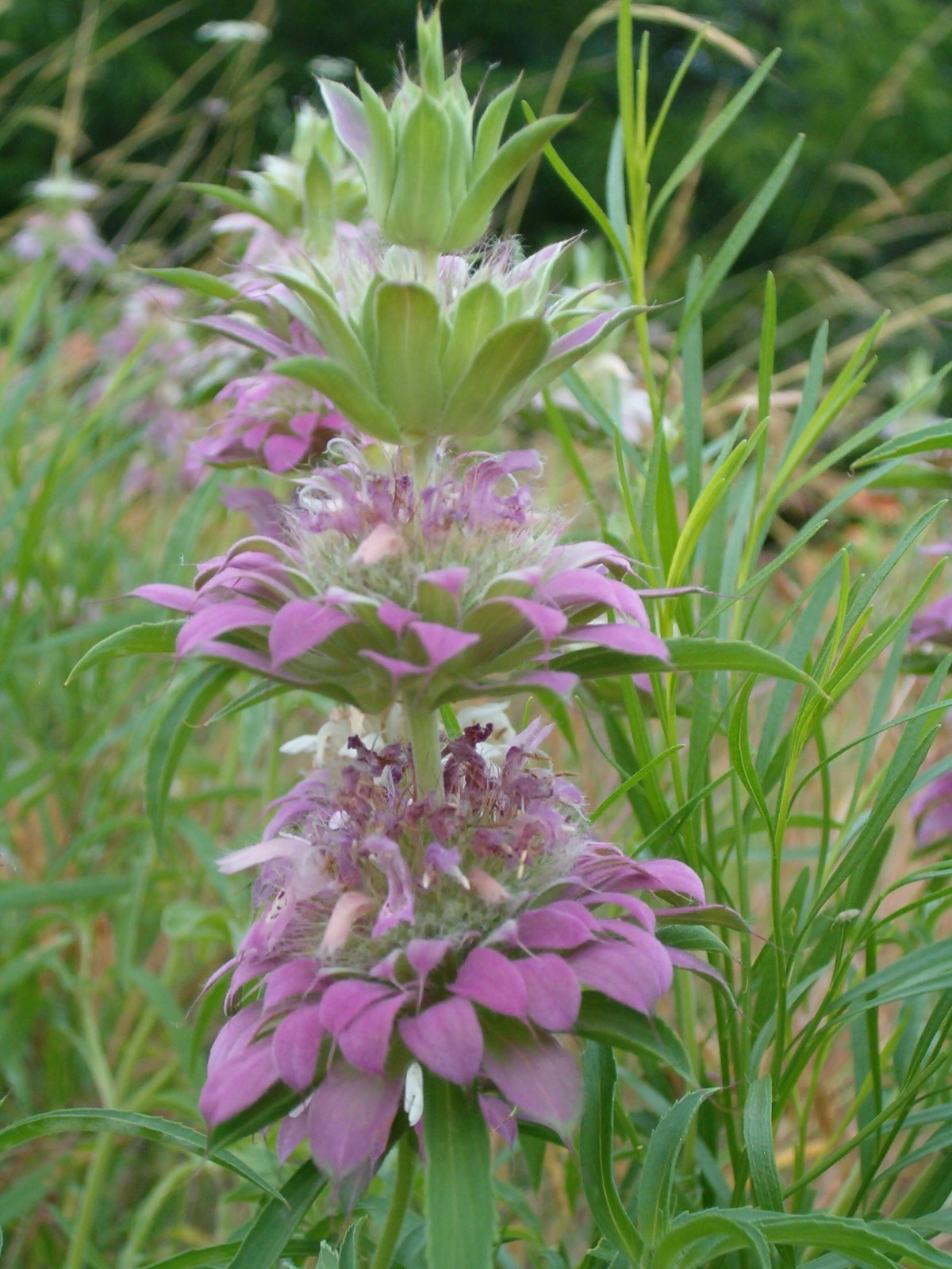 301+LEMON MINT Flower Seeds Perennial Native Wildflower Herb Garden Container