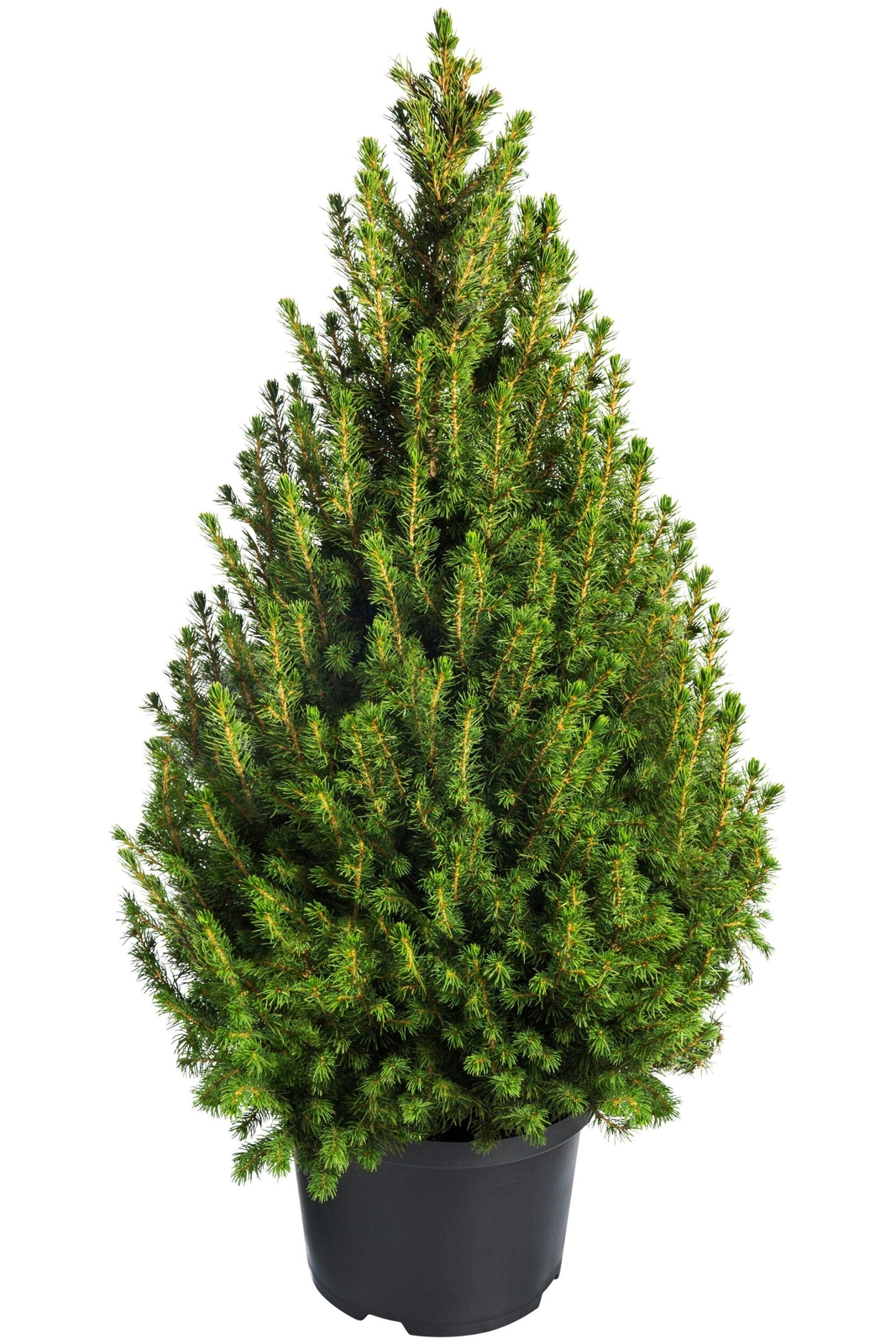60 Organic Seeds COMMON JUNIPER Juniperus Communis Tree Shrub – 20 Blue Berries