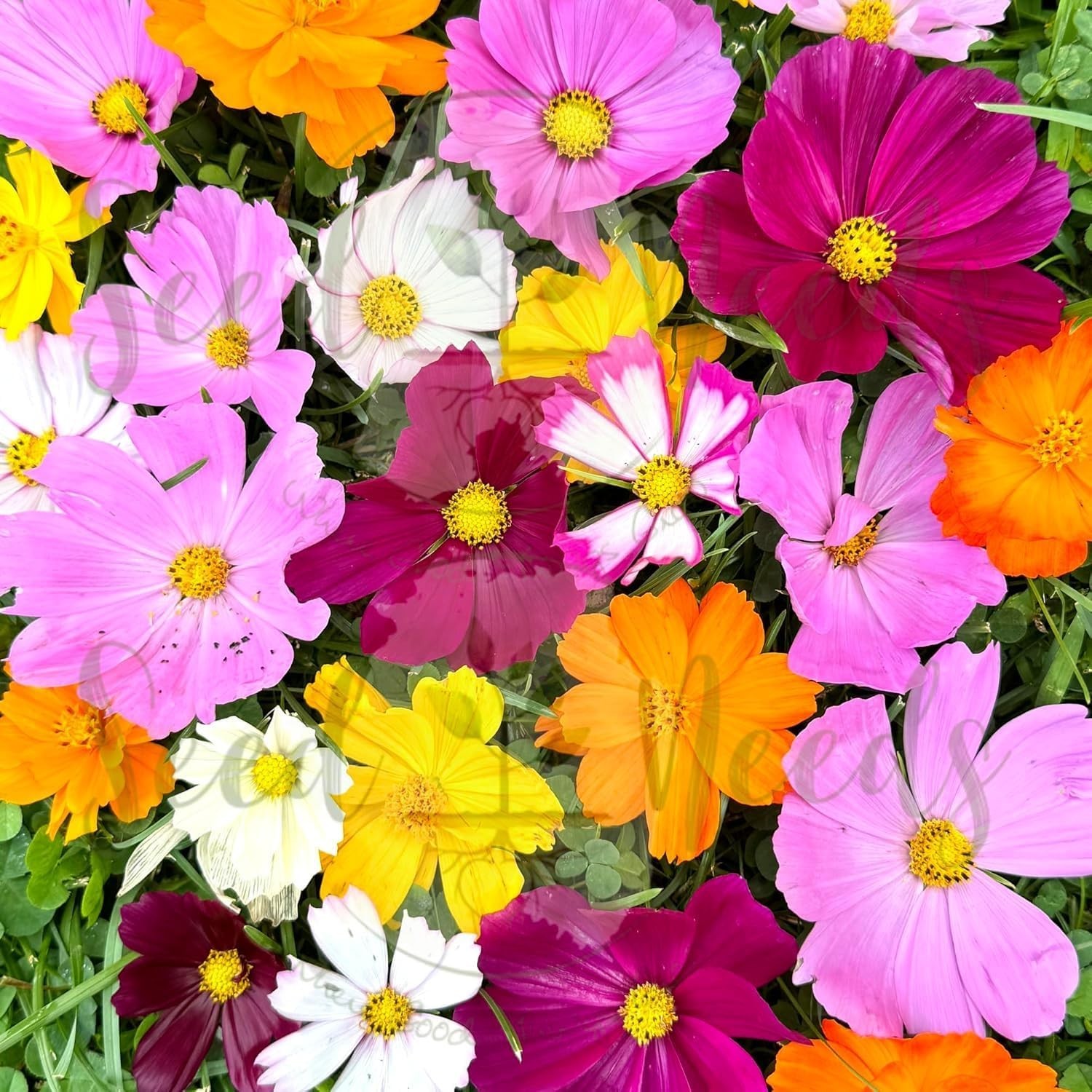 Seed Needs Butterfly Garden Seed Packet Variety Collection – 4 Unique Varieties