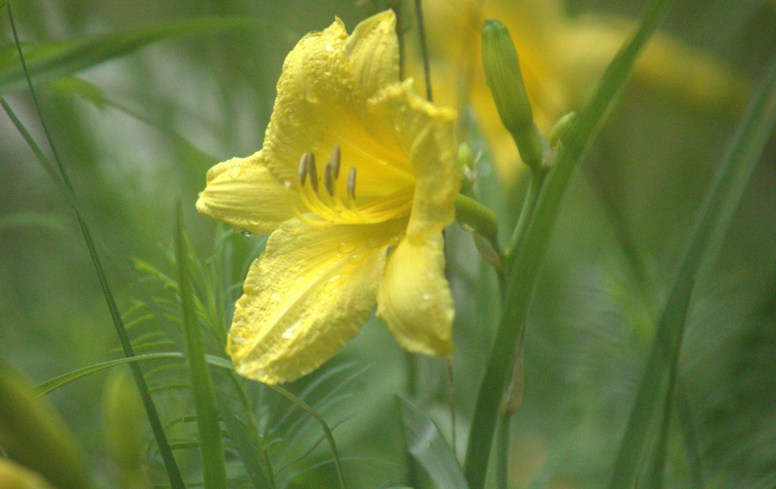 Daylily “Happy Returns” /Light yellow” / 1 bare root/ USDA hardiness zones 3-9