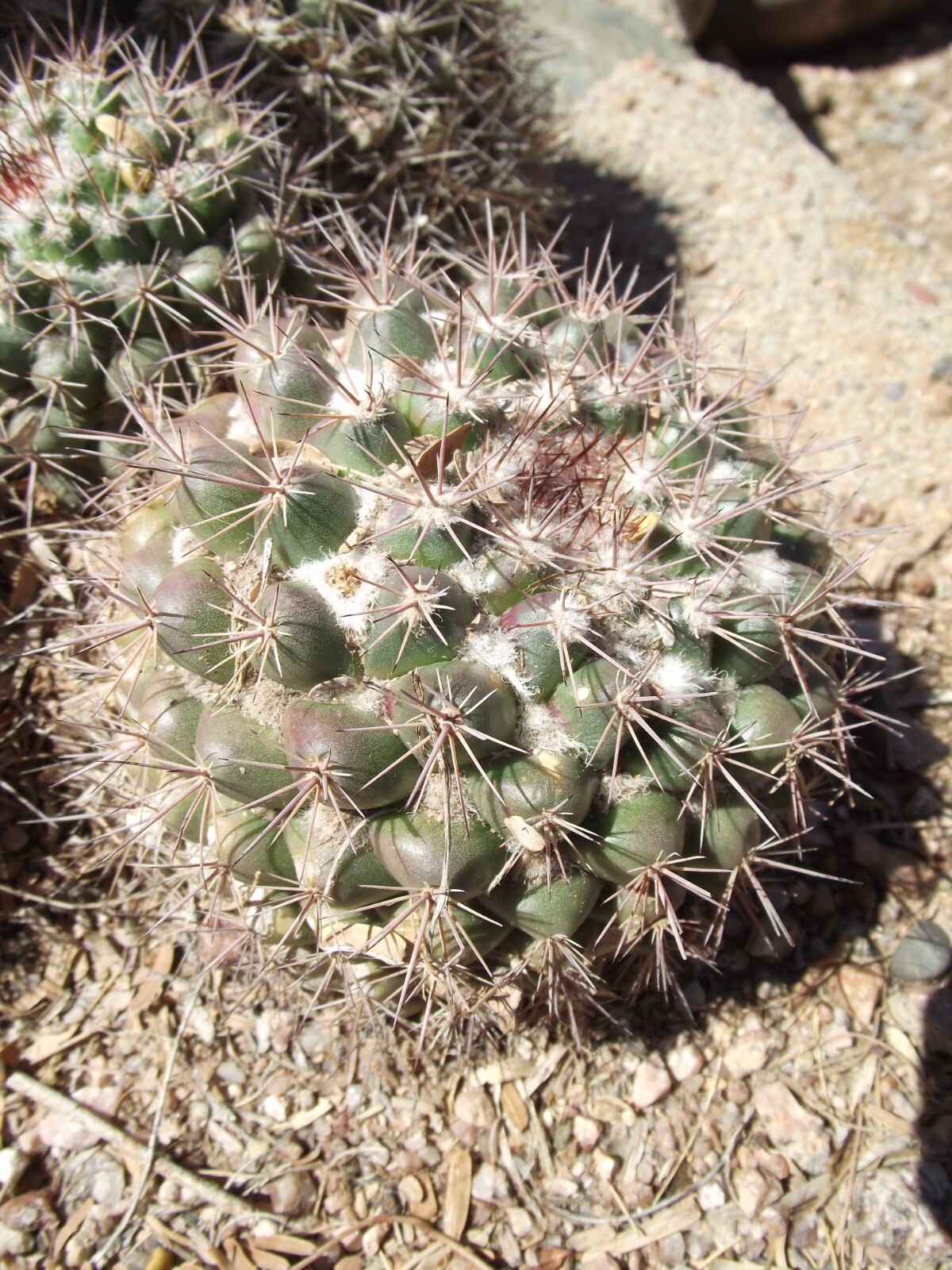 Mammillaria sonorensis 25 Seeds