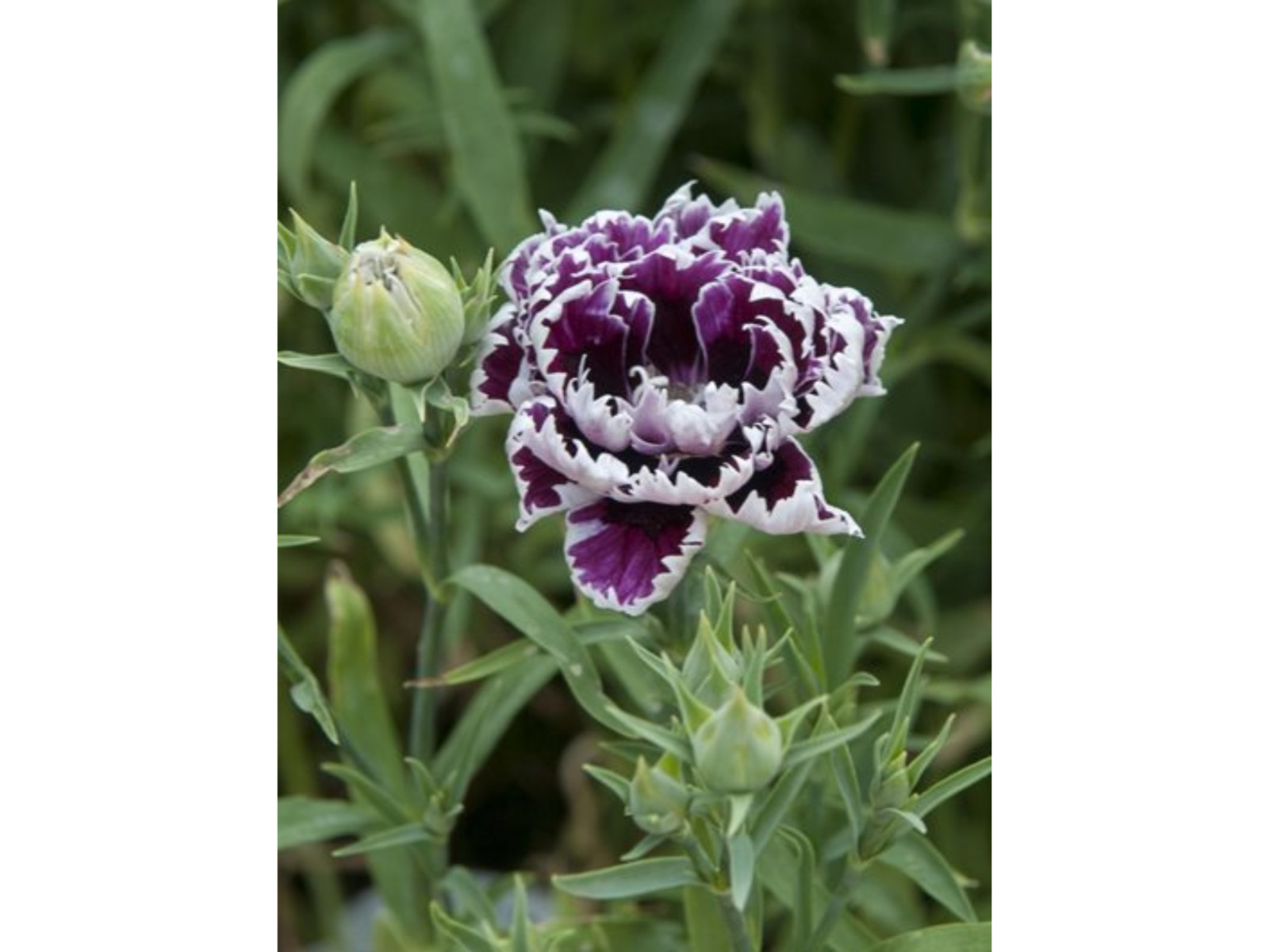 30 Seeds| China Pink ‘Black Velvet and Lace Carnations – Dianthus Flowers Seeds