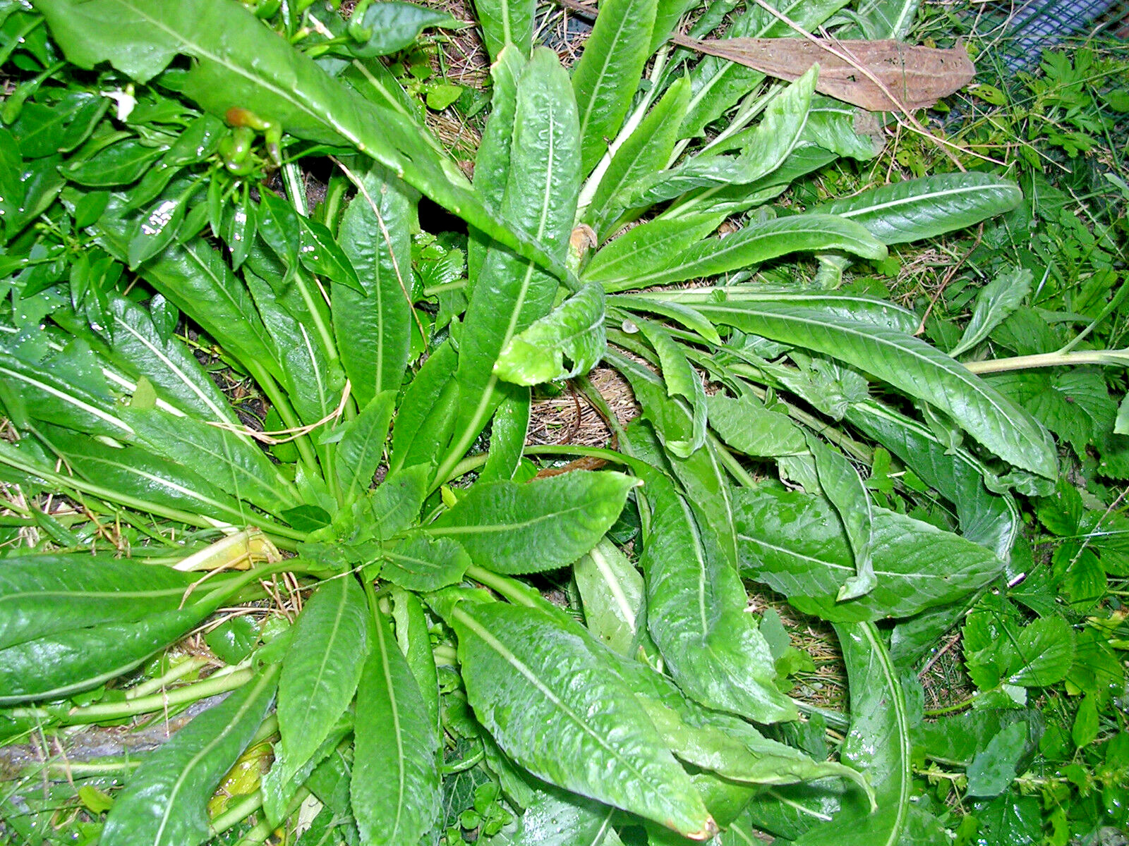 EVENING PRIMROSE 513 SEEDS LARGE YELLOW FLOWERS, OENOTHERA BIENNIS, BULK SEEDS