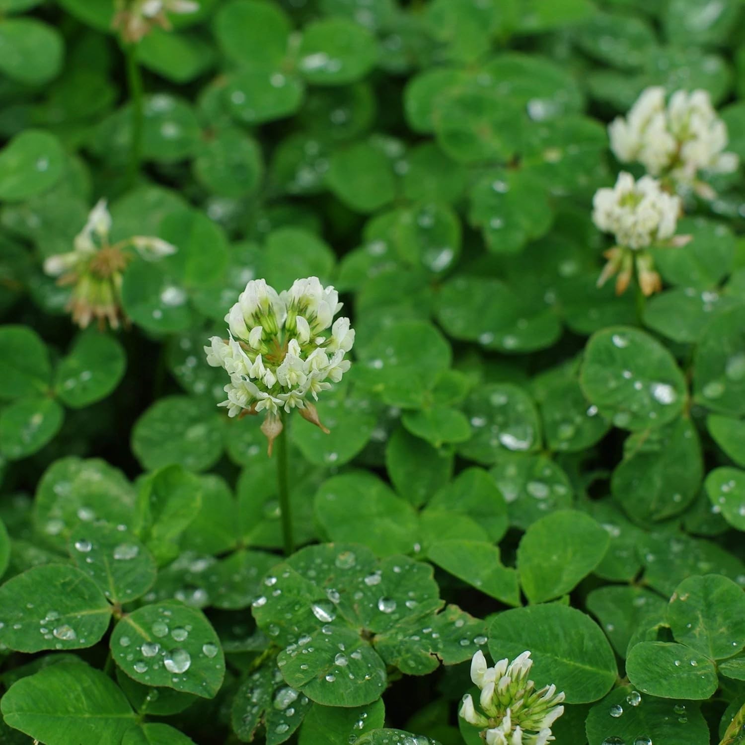 Non-GMO White Clover Seeds, Pre-Inoculated for Erosion Control & Ground Cover