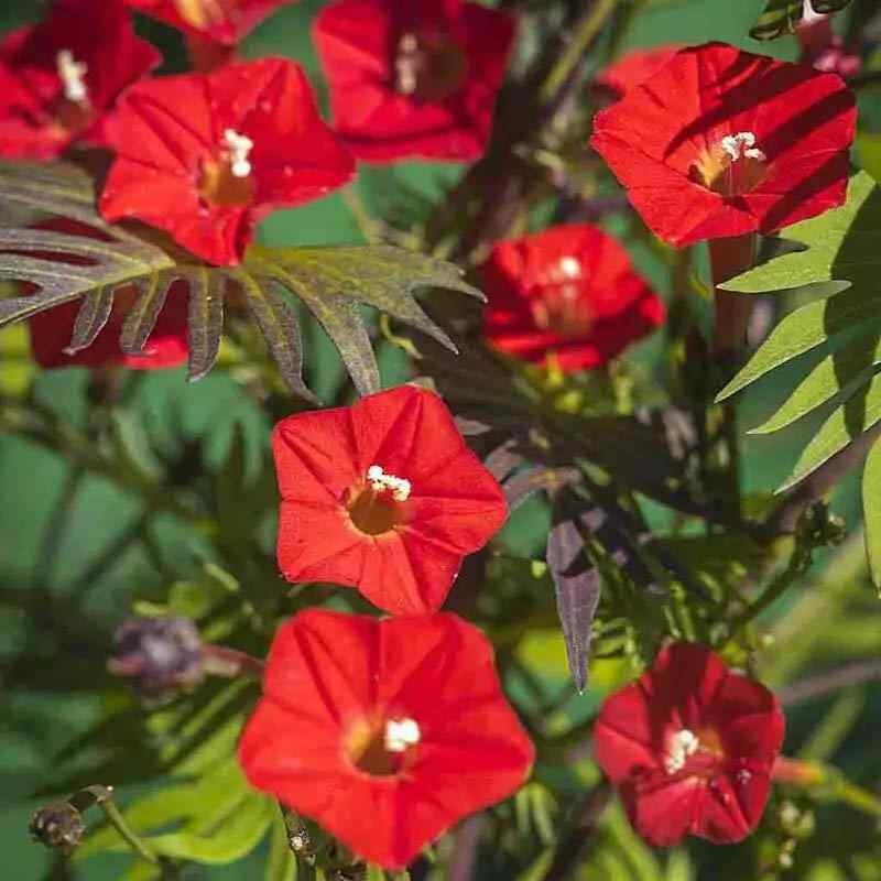 Cardinal Climber – packed 30 seeds