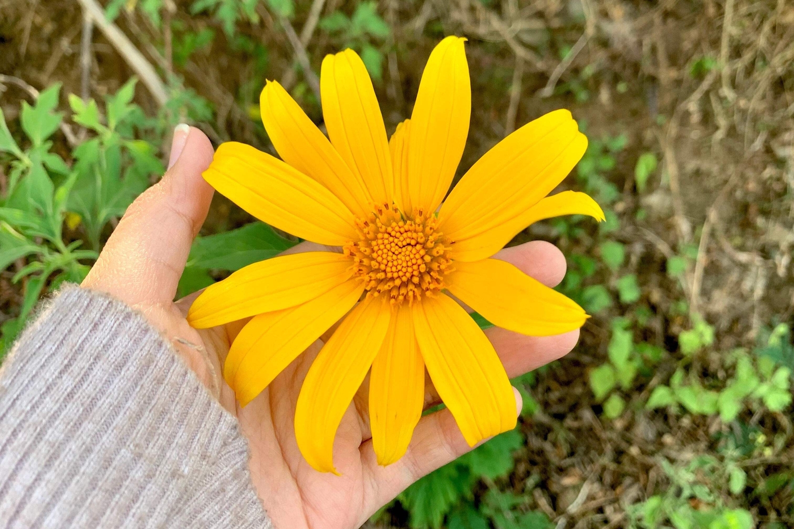 25 YELLOW TORCH MEXICAN SUNFLOWER Tithonia Speciosa Flower Seeds *Flat S/H