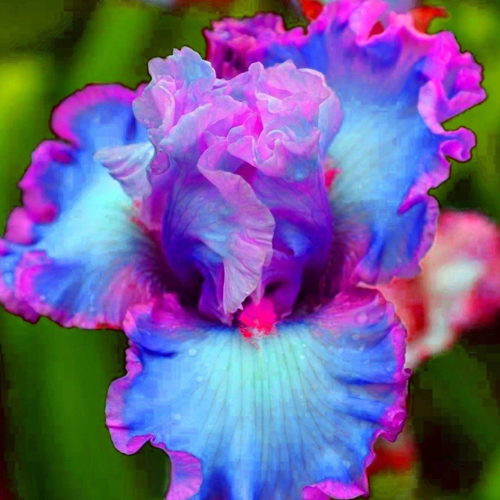 100 Heirloom Iris Seeds Fragrant Flower Plant (much less money than bulbs)