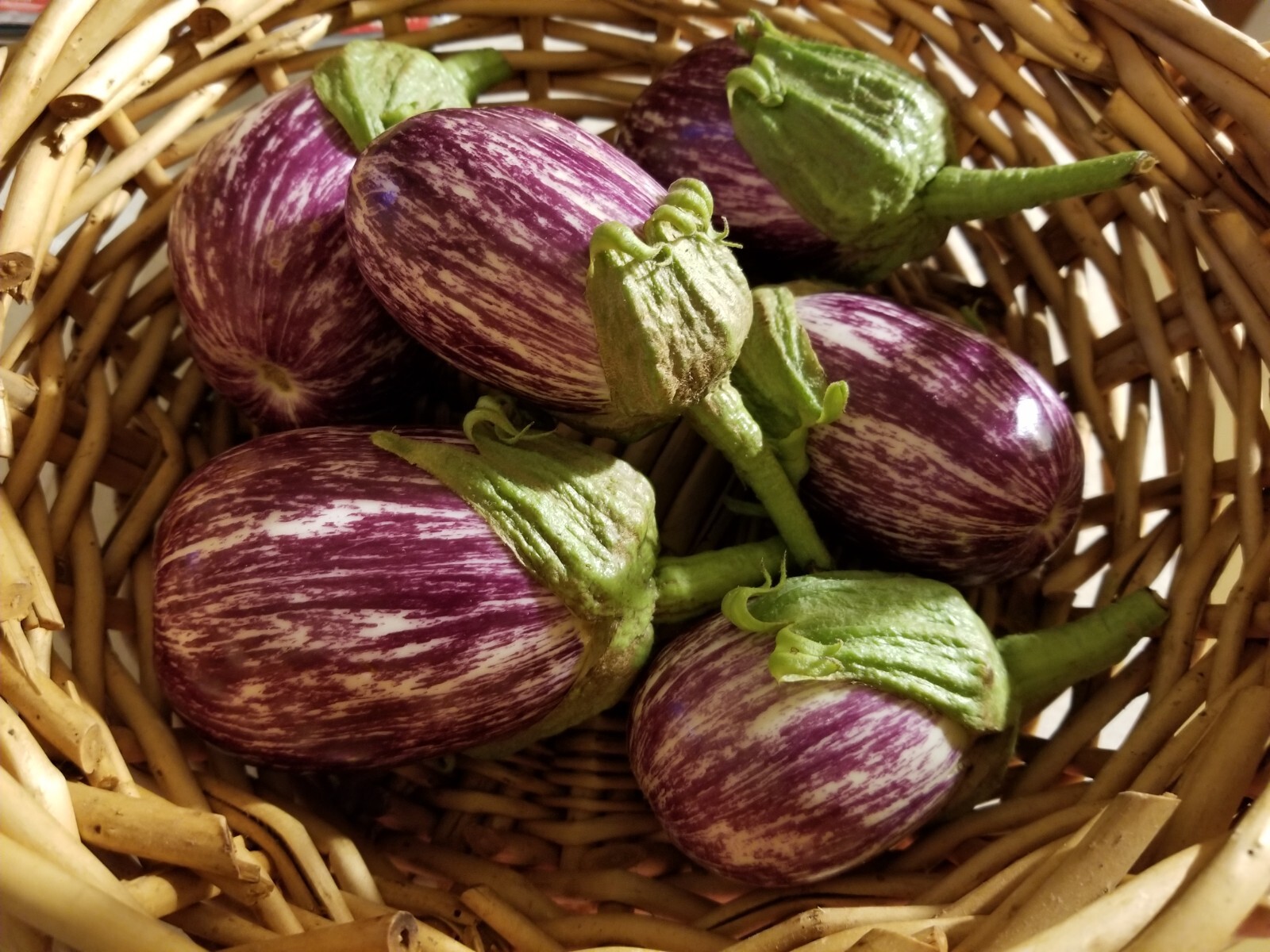 25 seeds Udumalpet eggplant purple with white stripes container gardening