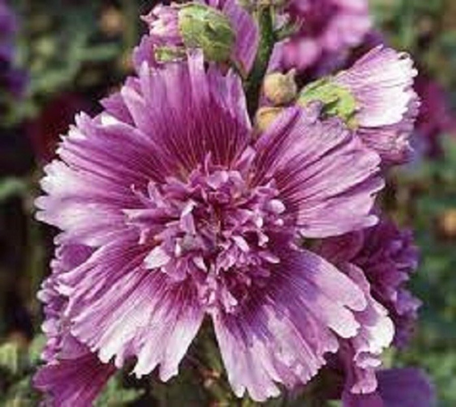 25Double Purple Hollyhock Seeds Perennial Flower Seed Flowers US SELLER