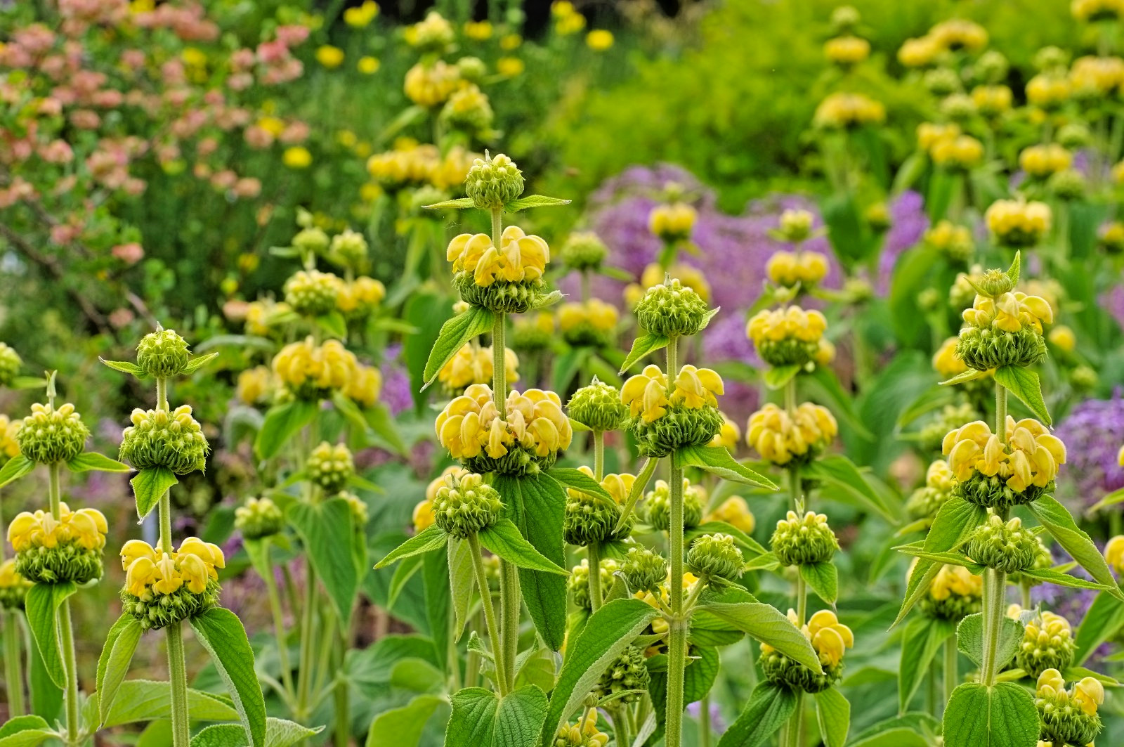 bright yellow phlomis 50 seeds Jerusalem sage, phlomis russeliana