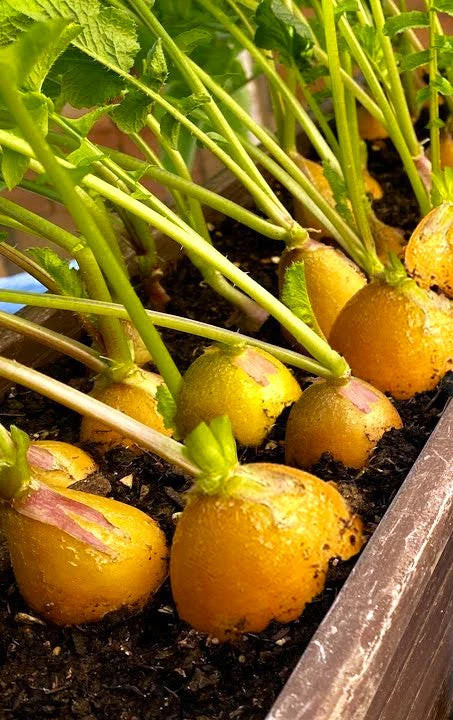 Golden Helios Radish Seeds – For 2025 Planting Raphanus Yellow Globe Sun