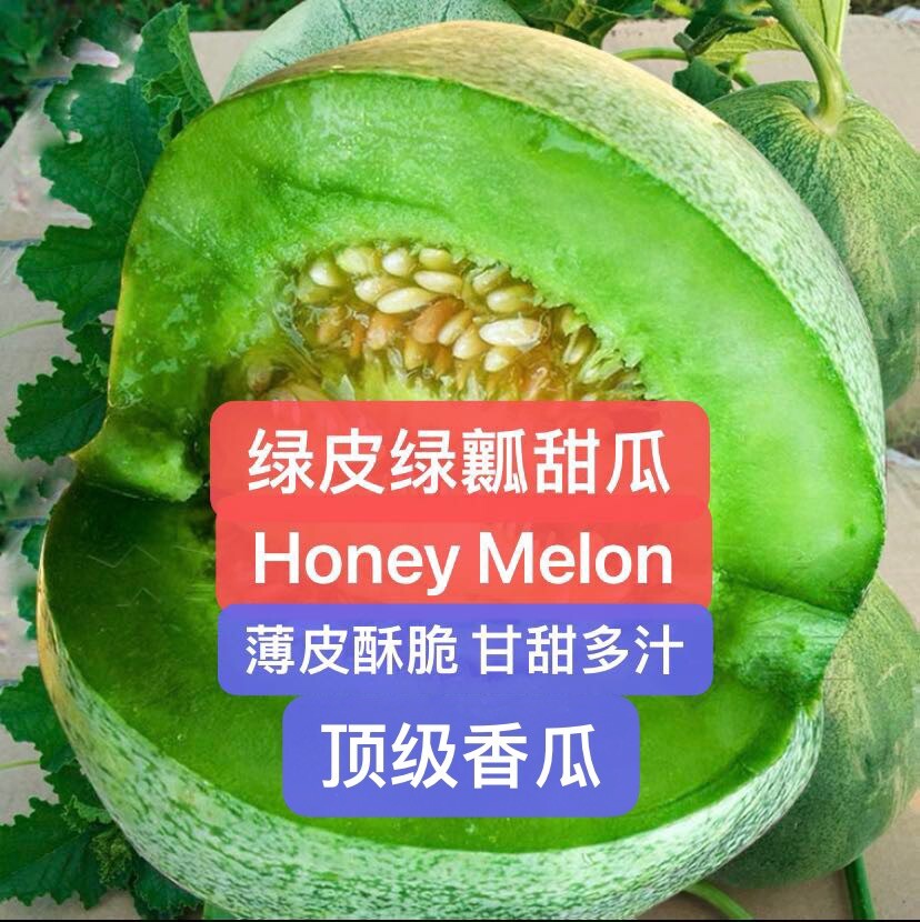 20+Premium Sweet honey melon Seeds 20多粒顶级绿皮绿瓤甜瓜，香瓜种子. 2023年产新种