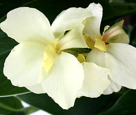 CANNA WHITE Canna x Generalis – 5 Seeds