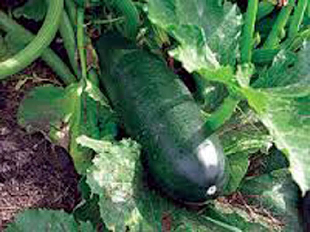 SQUASH SEED, LONG DARK GREEN, HEIRLOOM, 100+ SEEDS, NON GMO, ZUCCHINI