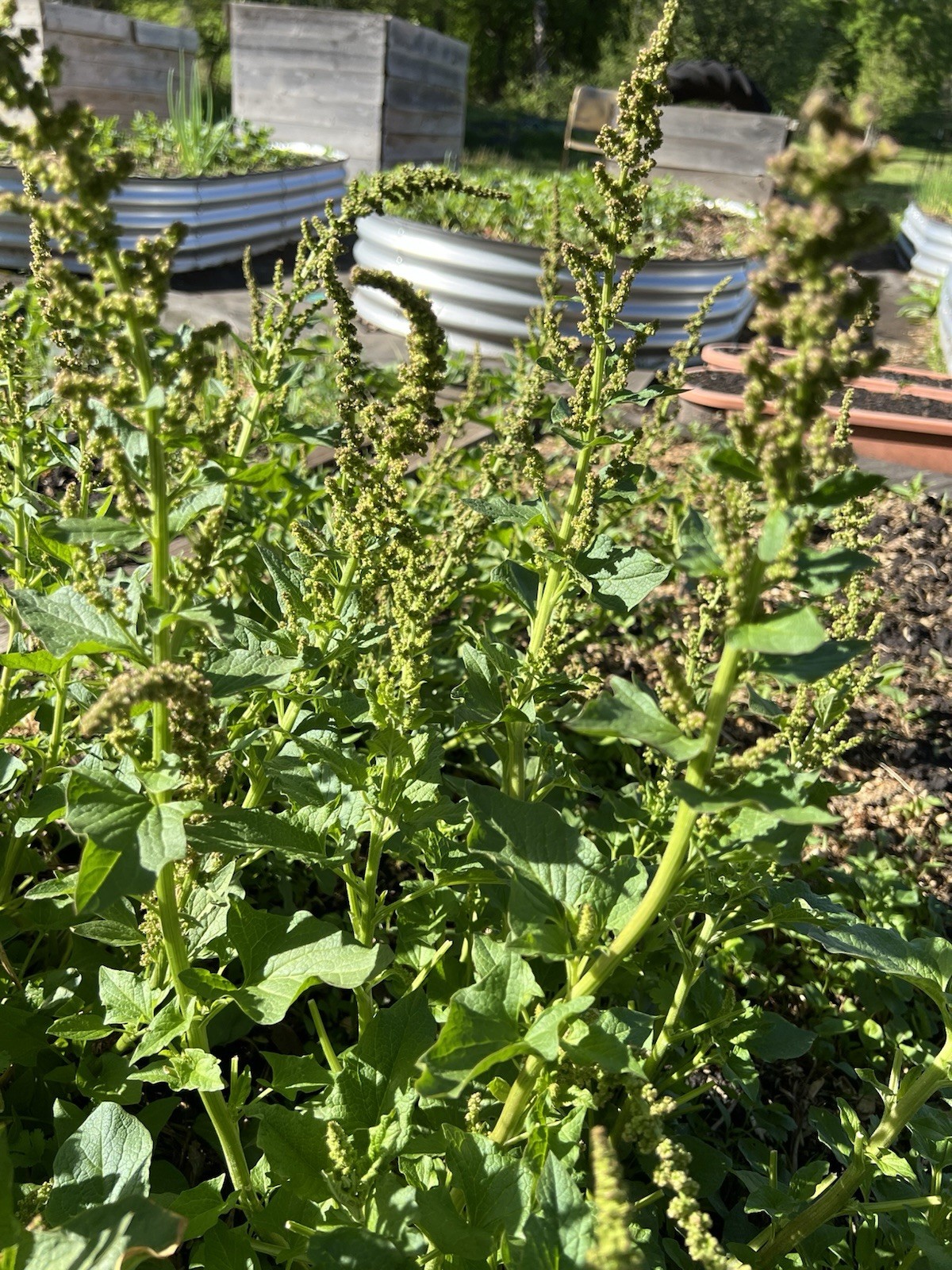 50 Perennial Good king henry spinach seeds organic