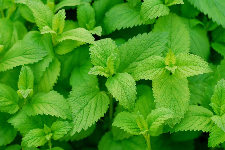 500+ Lemon Mint Seeds – Lemon Bee Balm – Heirloom – Organic – NON GMO — FRESH