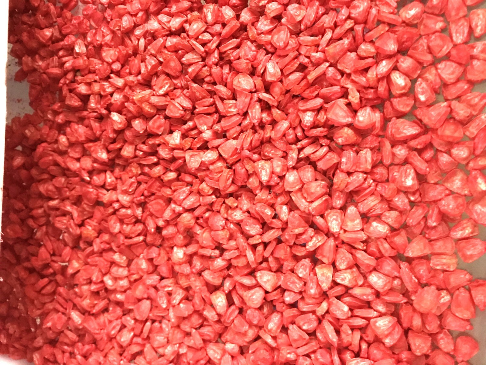 G90 Delicious Hybrid Sweet Corn Seed Bicolor Treated 1400 Seeds, 1lb 95% Germ.