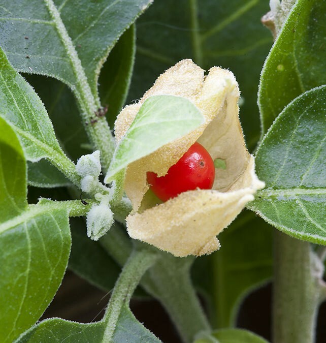 Withania somnifera | Ashwagandha | Indian Ginseng | Winter Cherry | 100_Seeds