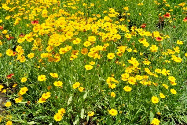 300 GOLDEN WAVE TICKSEED SEEDS | 2026 SALE FREE SHIPPING NON GMO HEIRLOOM