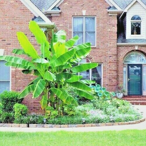 10 “DWARF” Cavendish BANANA Tree Seeds Musa acuminata Hardy Tropical Fruit Plant