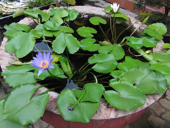 Nymphaea Nouchali 2000 Seeds, Fragrant Blue Water Lily, Aquatic Star Lotus, USA