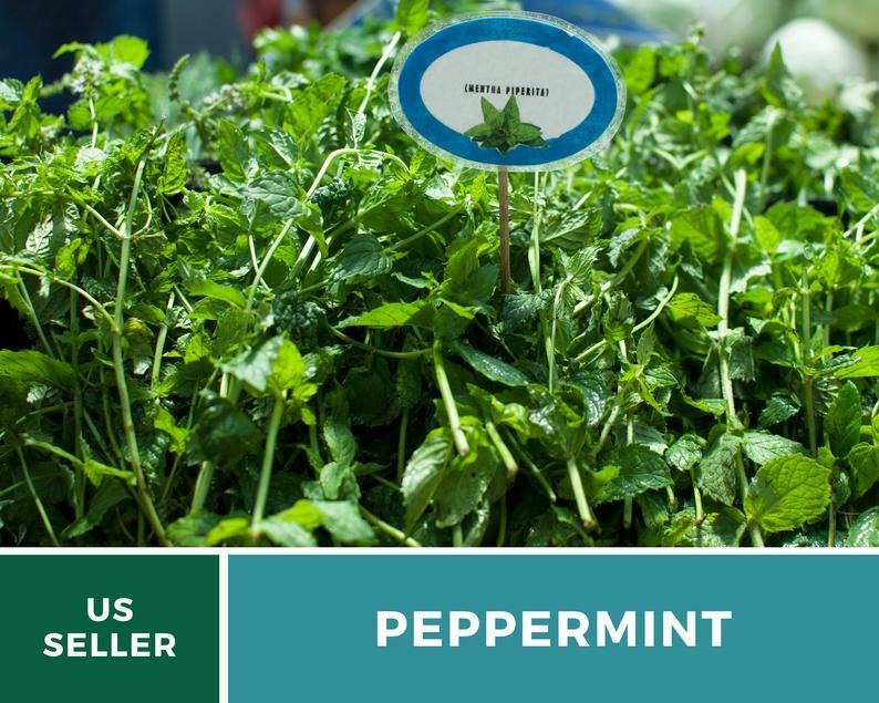 Peppermint – 100 Seeds – Medicinal & Culinary Herb – GMO Free (Mentha Piperita)