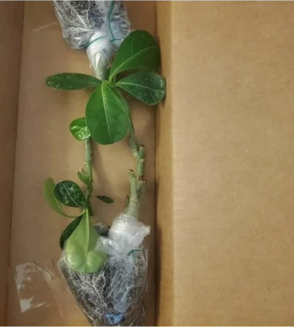 White Desert Rose Live Starter Plant – 3-6″ Tall – Adenium Obesum Succulent