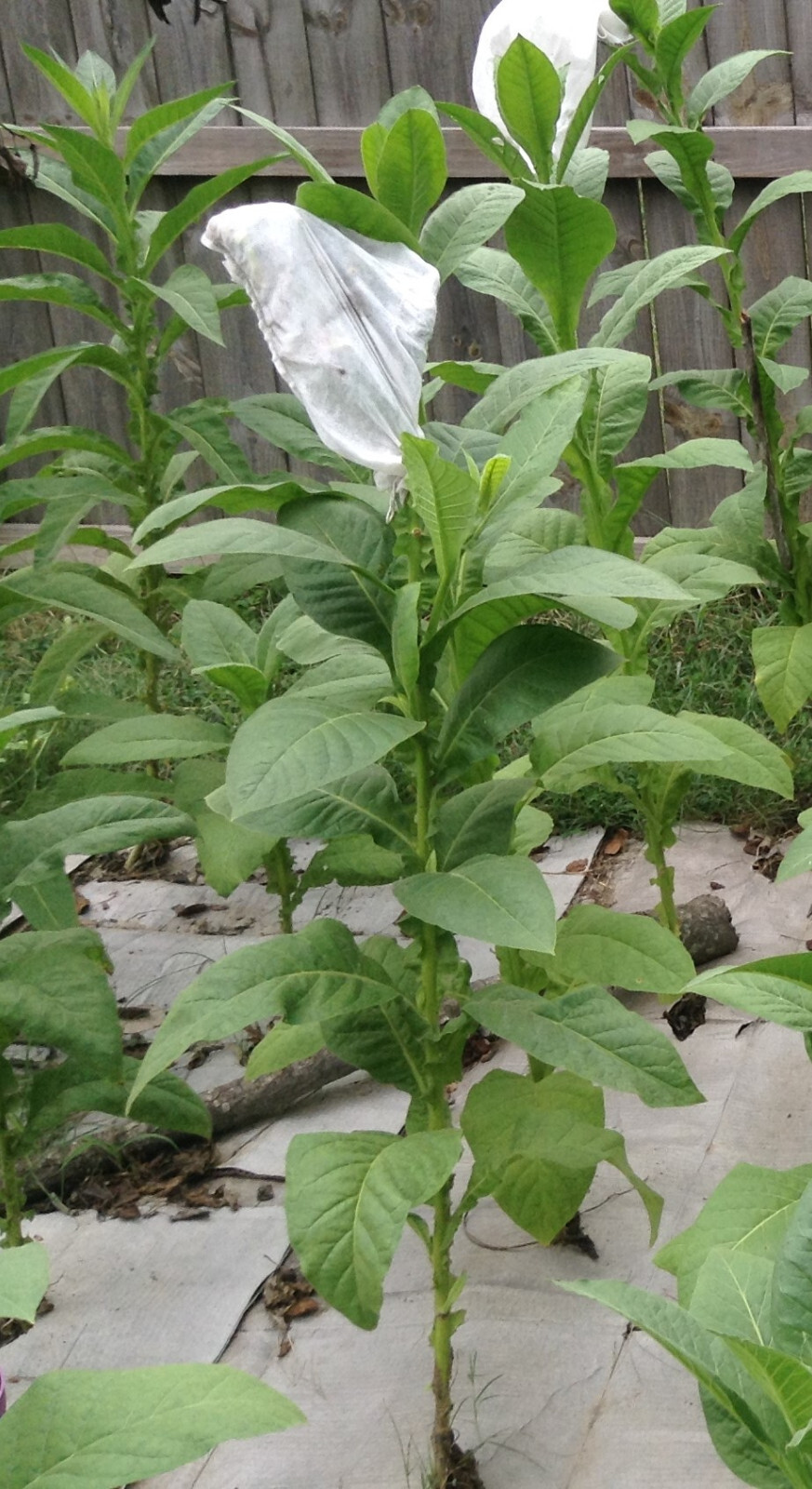 Criollo 98 Tobacco seeds (1000+ per packet)