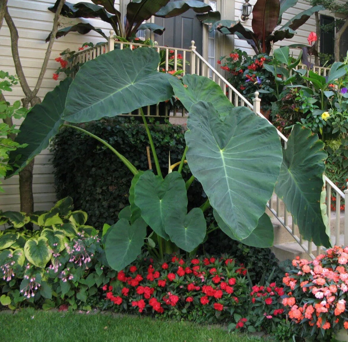 10 LIVE Colocasia Esculenta Elephant Ear Taro Gabi Kalo Eddo Bulbs READY to GROW
