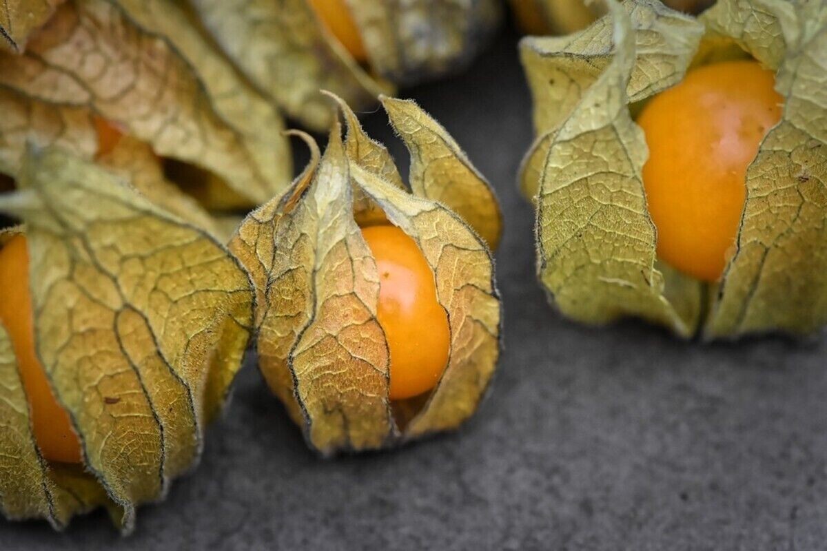 100+ CAPE GOOSEBERRY SEEDS -TOMATILLO – GROUND CHERRY – HEIRLOOM ——— RARE