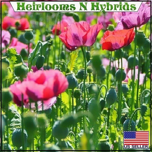 Mixed Organic P Somniferum Poppy Seeds Hungarian, Czech, Dutch, Turkish 10,000
