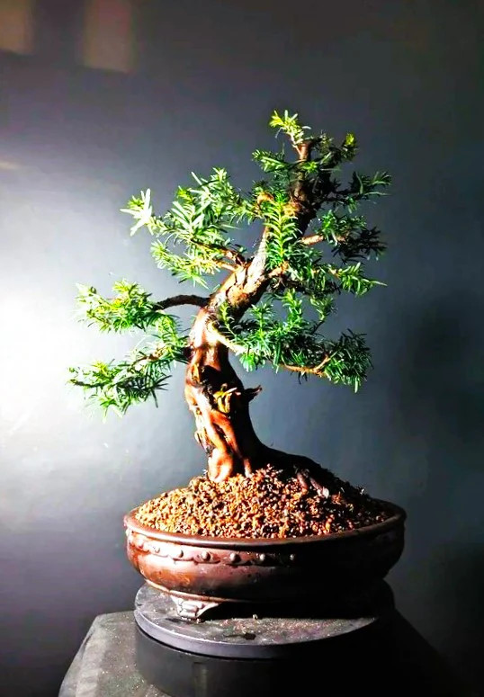 English Yew Seeds – For 2026 Planting Topiary Hedges Taxus Baccata Ornamental
