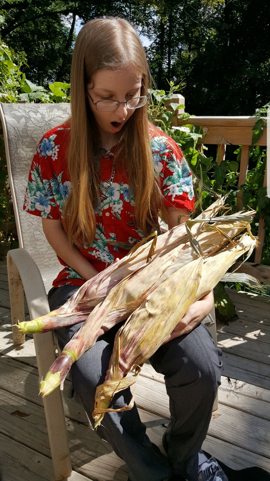 Rare Giant Indian Corn Seeds X50!Colorful Massive Ears!Ornamental! Easy To Grow!