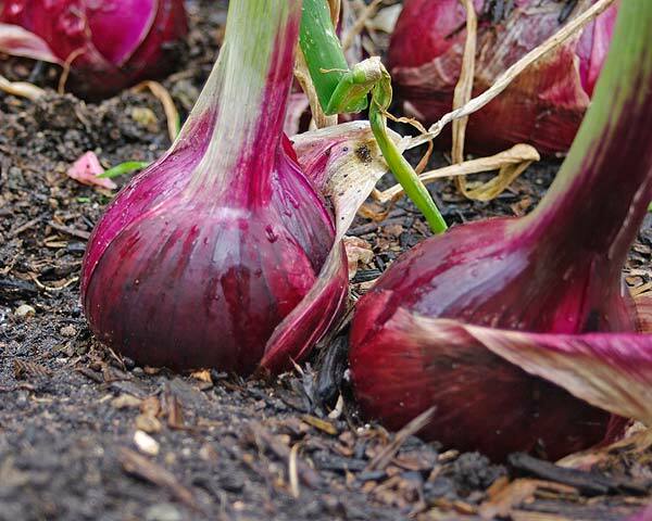 401+RED GRANO SWEET ONION Seeds Short Day Organic Spring Fall Vegetable Garden