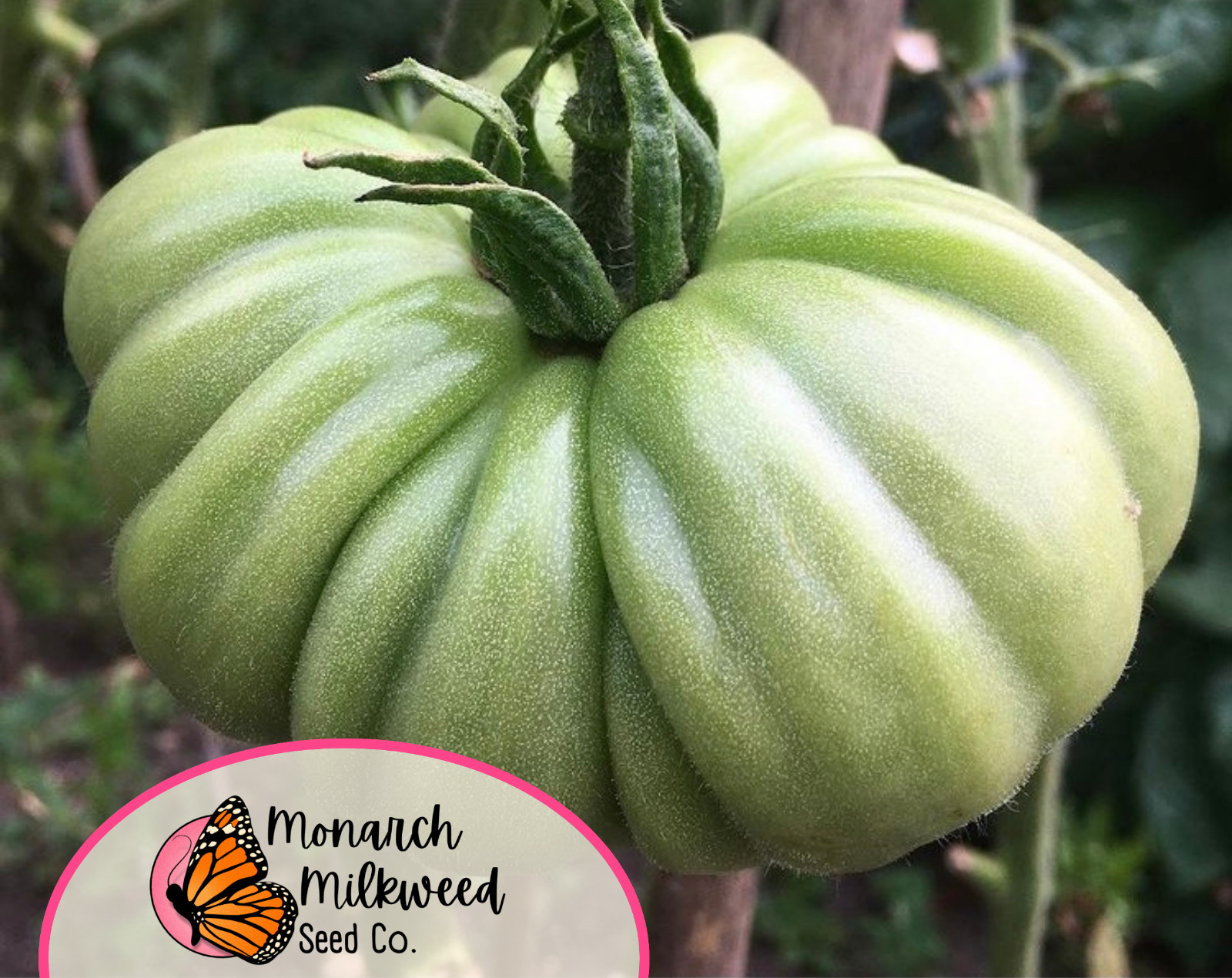 500+ Tomato Seeds ‘Beefsteak’ | Heirloom, Non-GMO, Vegetable Gardening Seeds