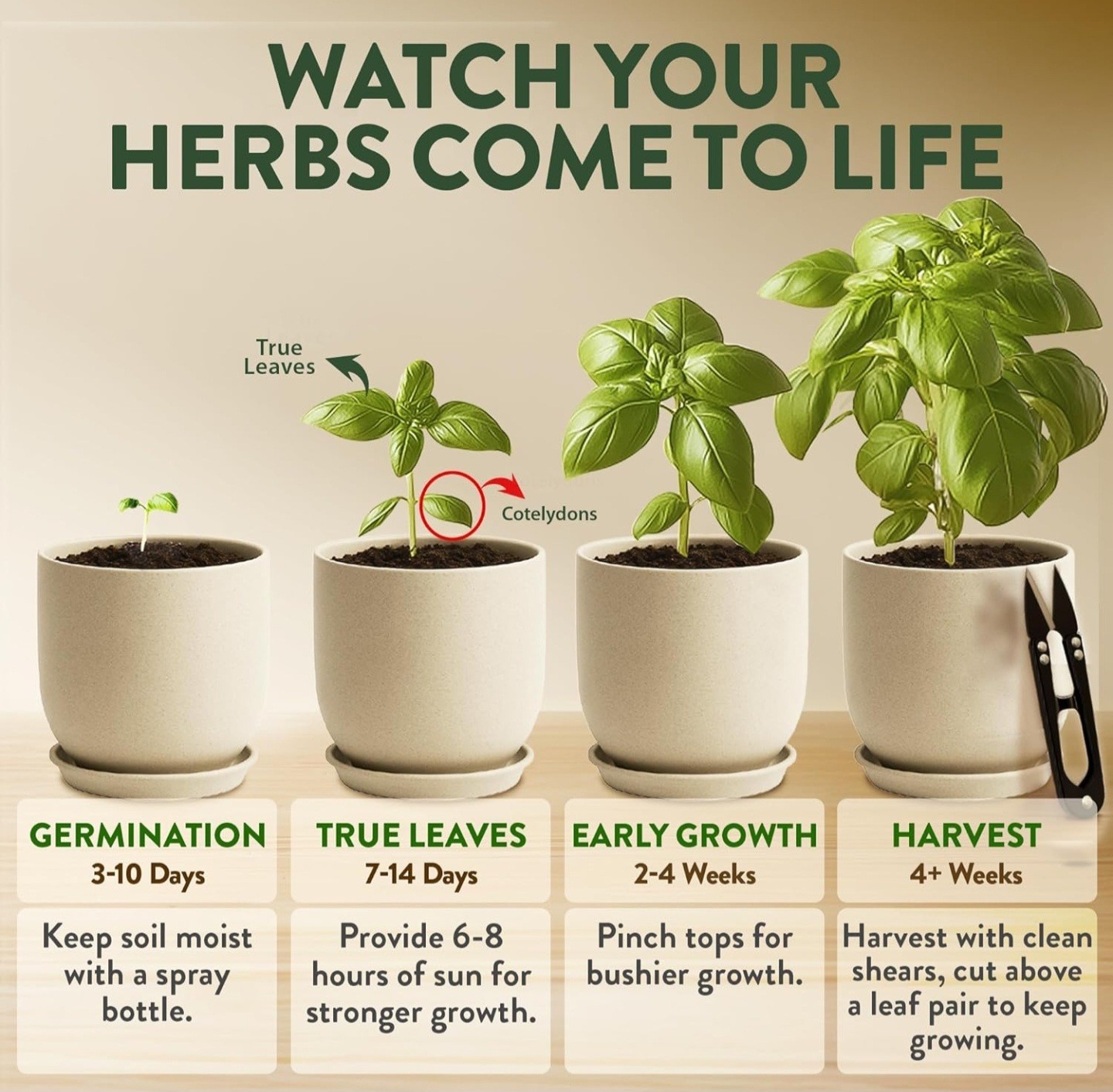 American Brand Herb Seeds Kit, Complete, Tools Included, Indoor & Outdoor