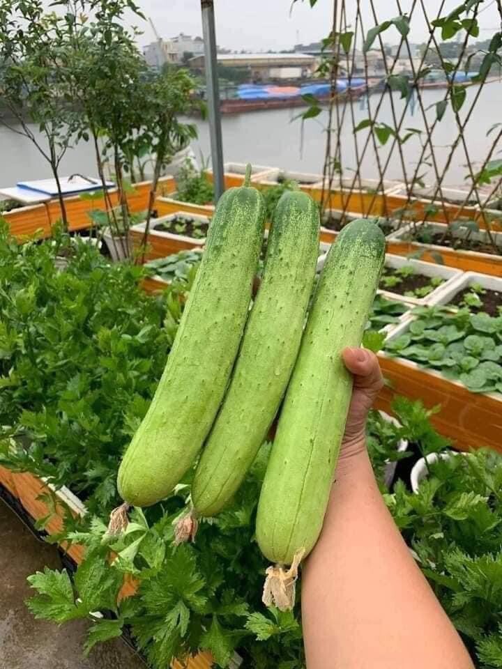 10+ seeds Korean Asian White /Green Sweet Crispy Cucumber Dua Leo Nep Han Quoc