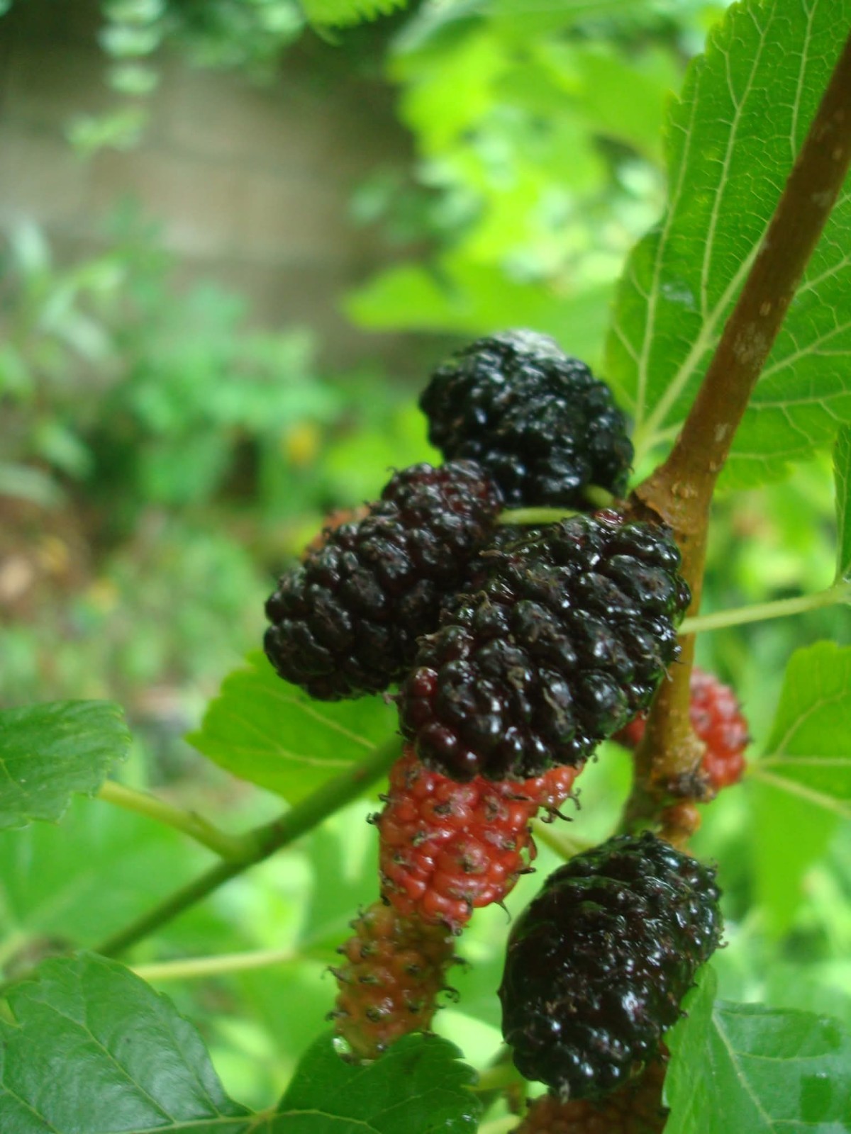 70+ Mulberry Tree Seeds 2025 Fresh Seeds Non GMO Organic