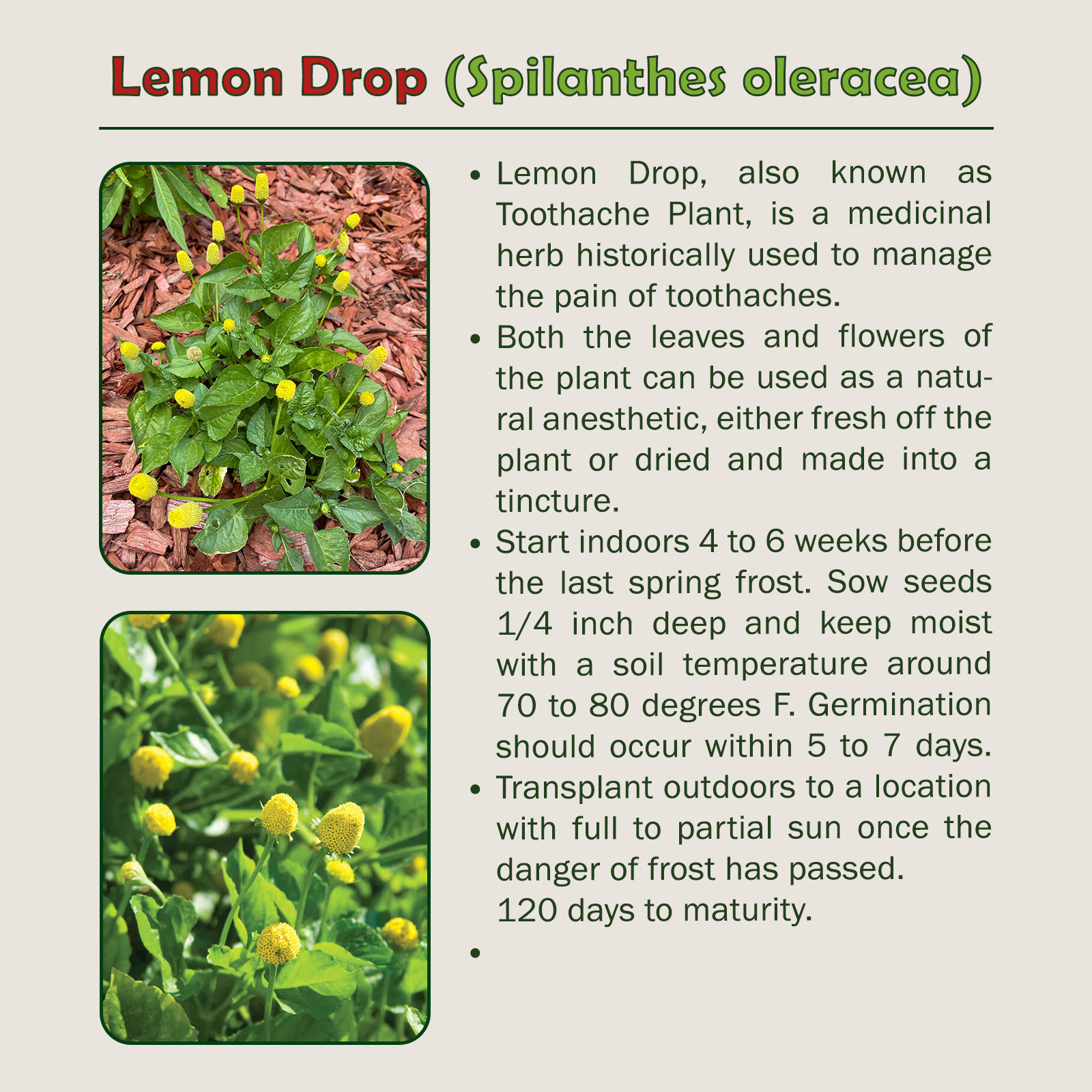 100 Lemon Drop Seeds, Spilanthes oleracea, Toothache Plant, Non GMO, Genuine USA