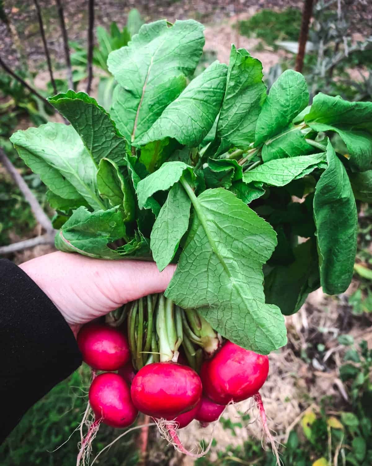 Pink Celebration Radish Seeds | Raphanus sativus Radishes Daikon New Color 2024