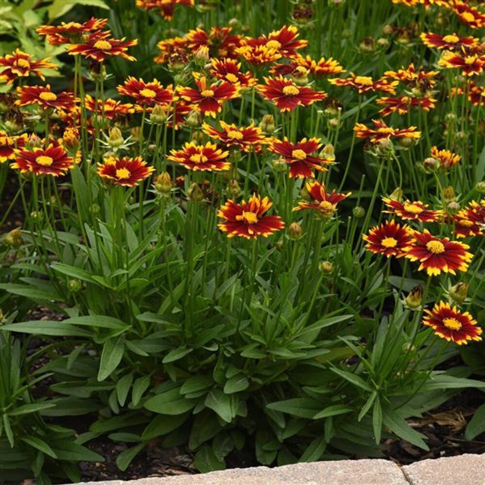 50 Seeds Red & Yellow Coreopsis (tick seed) Loved by Butterflies, Pollinators