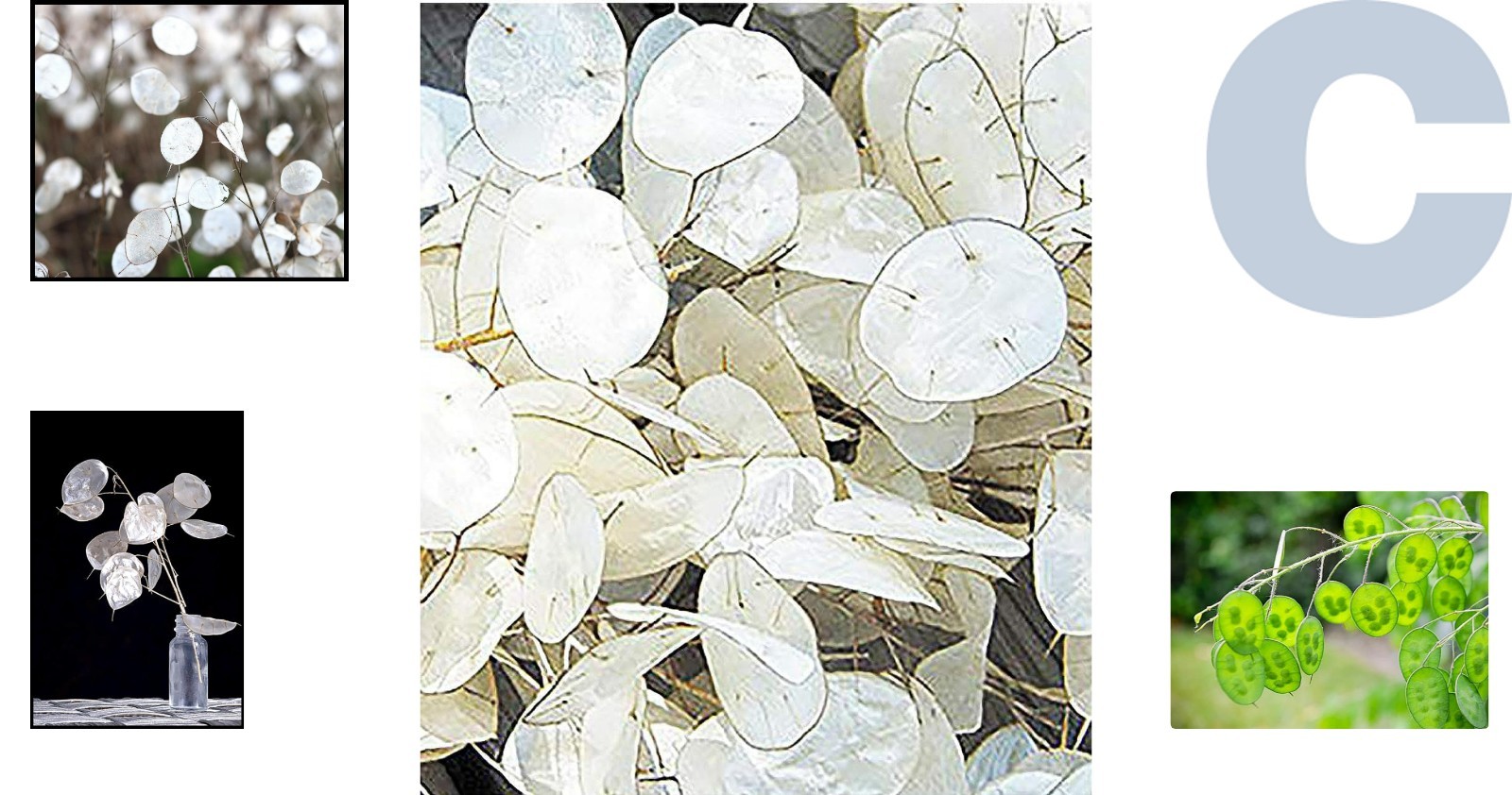 150 Seeds of Lunaria Money Plant – Attractive, Non-GMO & Pollinator Friendly