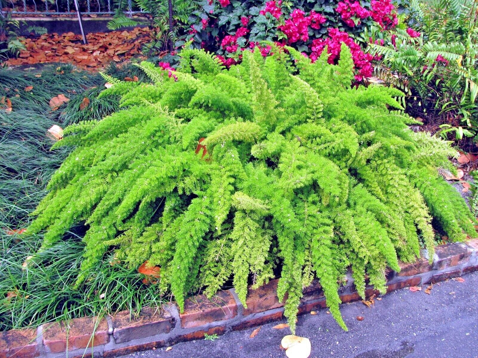 100 ASPARAGUS FOXTAIL FERN Seeds Myers Houseplant Tropical Flower Garden RARE!