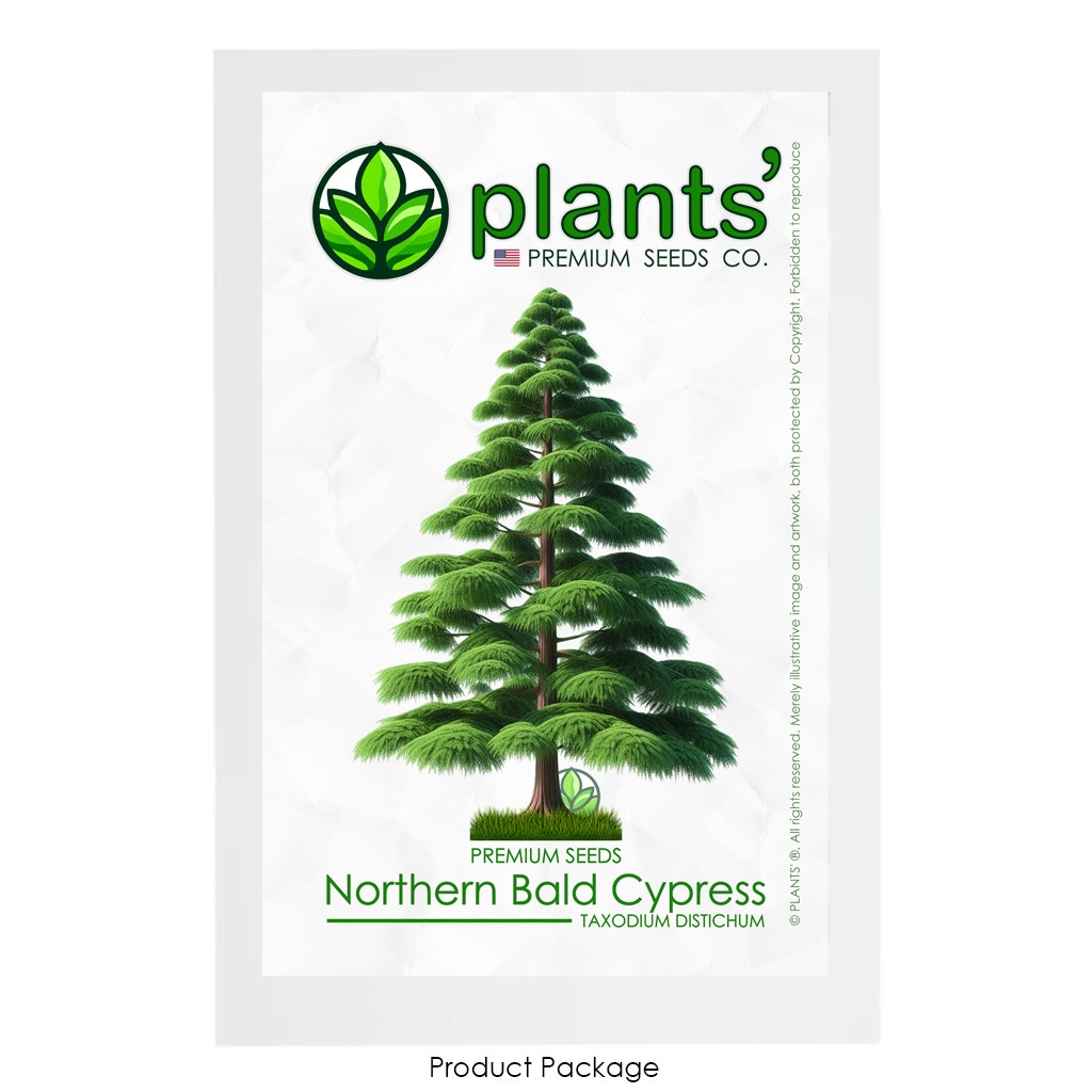 Northern Bald Cypress Tree | Premium Seeds | Taxodium distichum Summer | Plants’