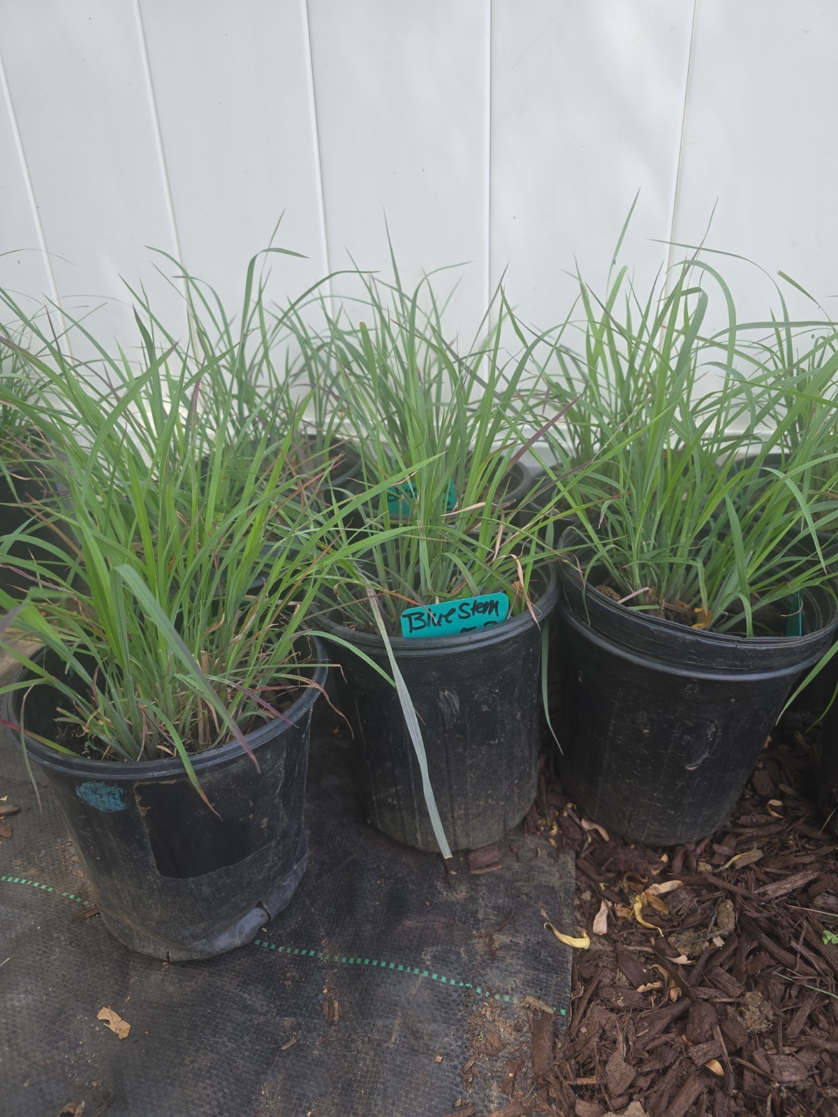 Schizachyrium Little Bluestem LIVE 1G Ornamental Grass ‘Standing Ovation’ WOW!