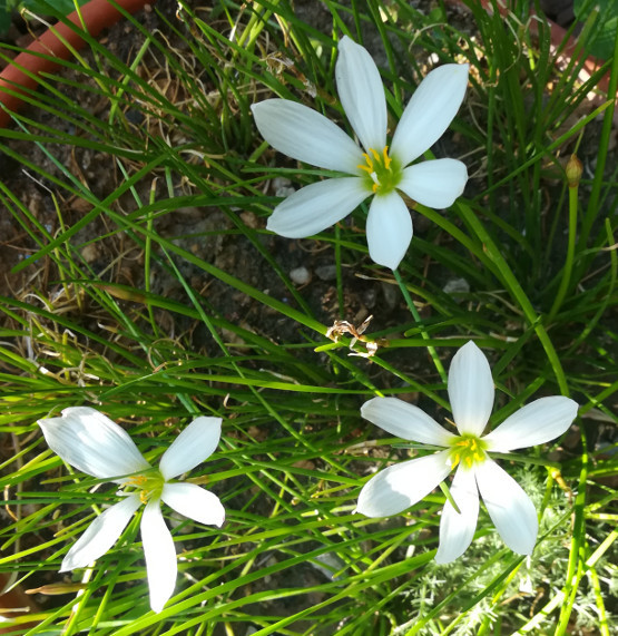 Zephyranthes treatiae Florida Native Fall White Flowers Grass Bulb Plant 6 Bulbs