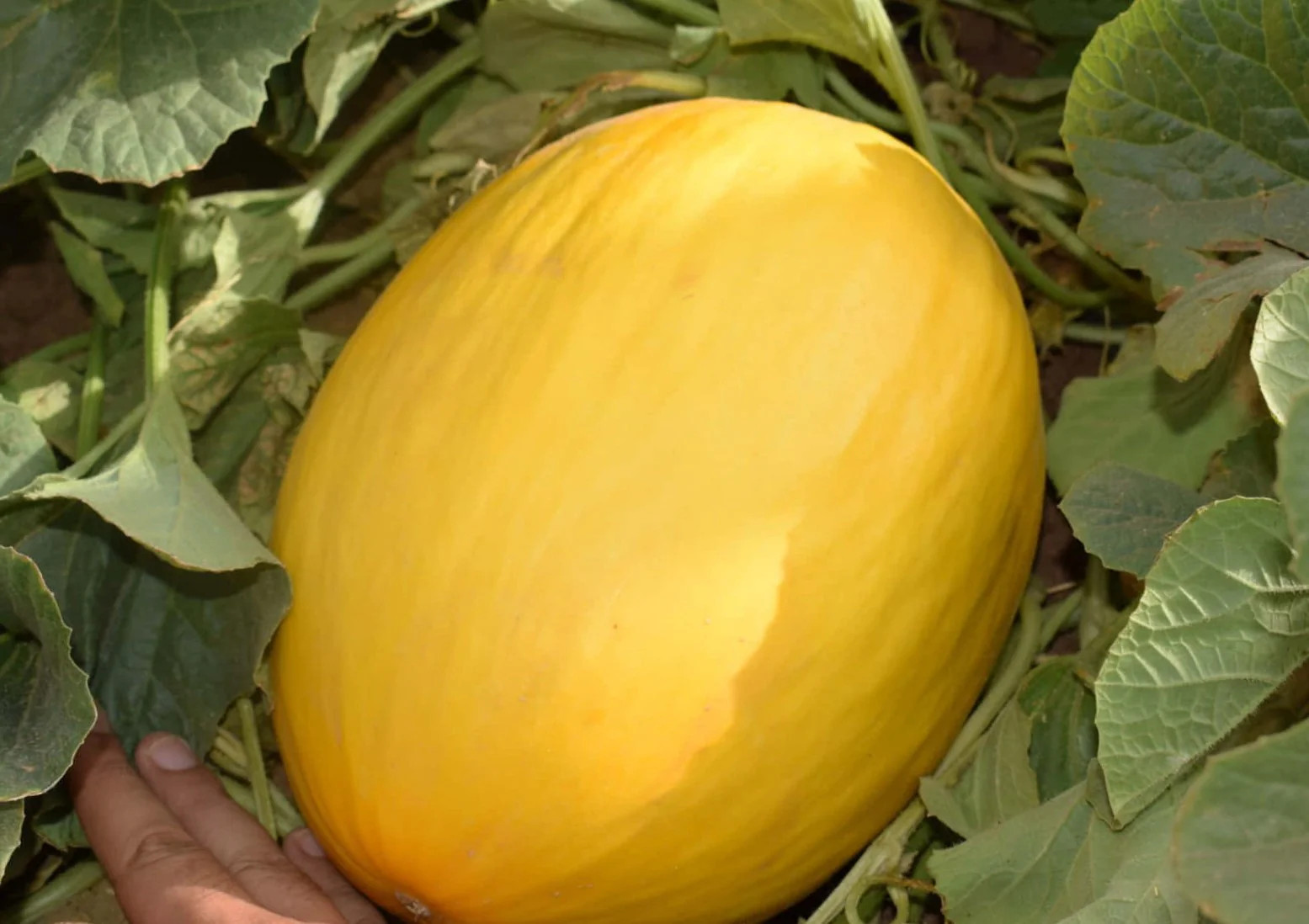 Crenshaw Melon Seeds | Sweet Orange Casaba Cantaloupe Papaya Fruit Seeds 2025