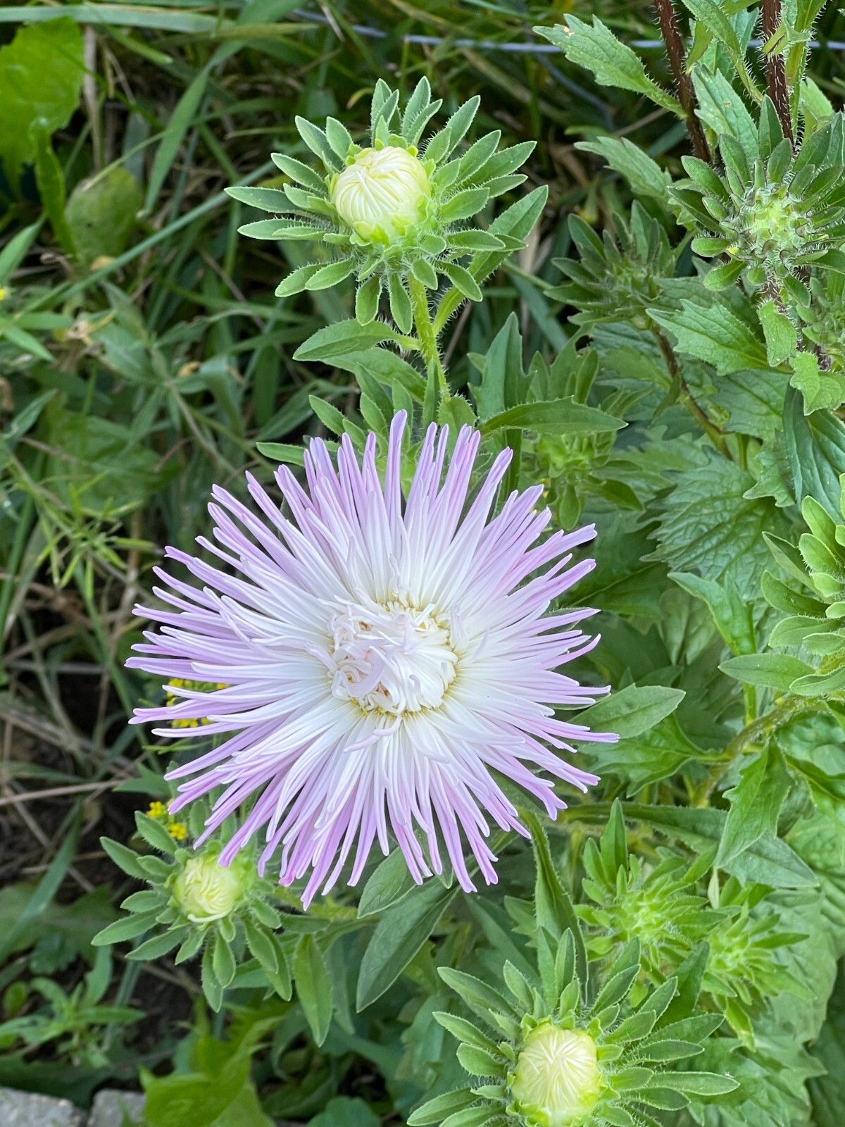 100 Count Aster Flower Mix – NON-GMO/Heirloom – Free Shipping