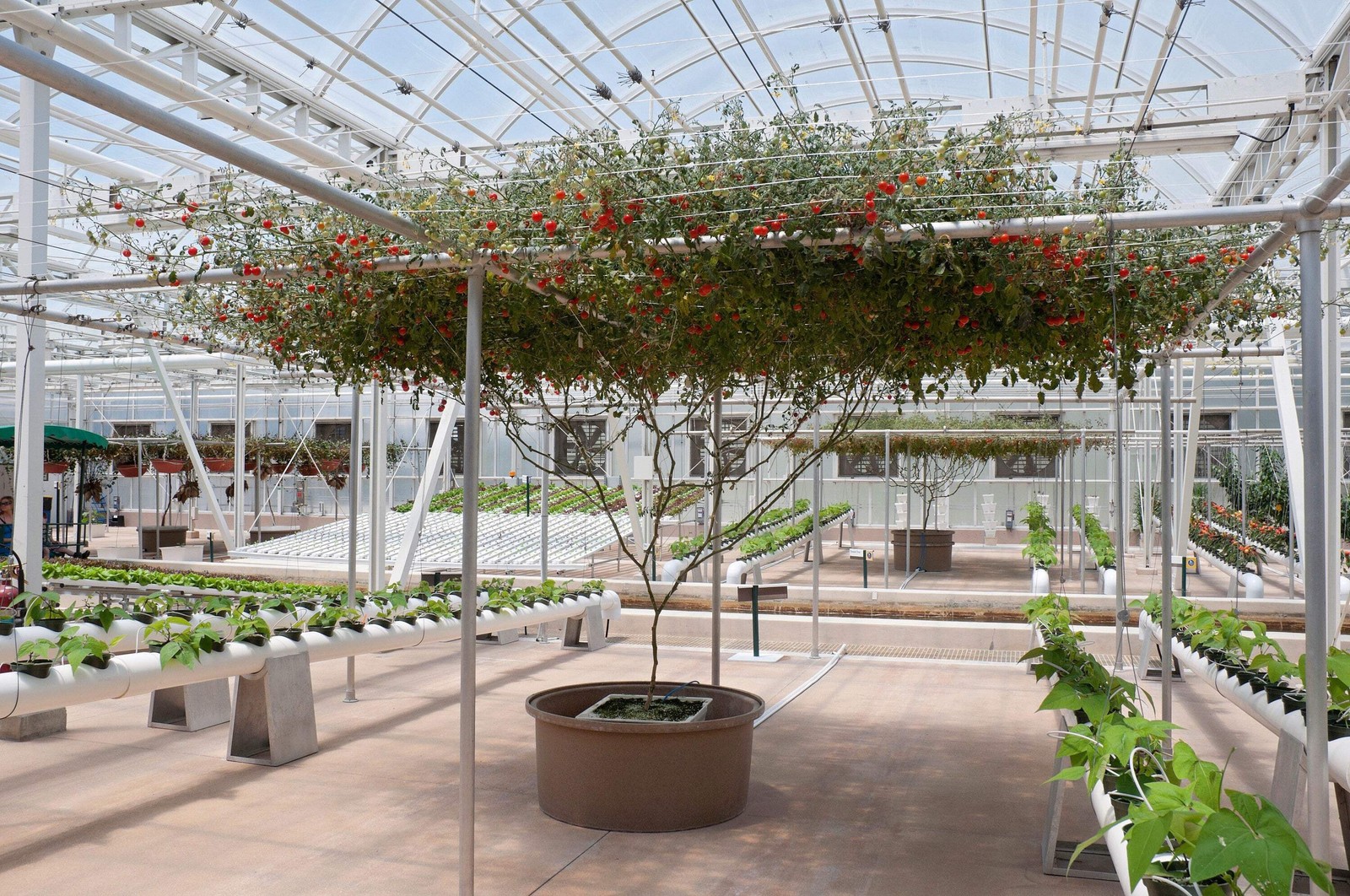 1 Oz Bulk ITALIAN TREE TOMATO ‘Trip L Crop’ Seeds – 1 Ounce = Approx 9500 Seeds