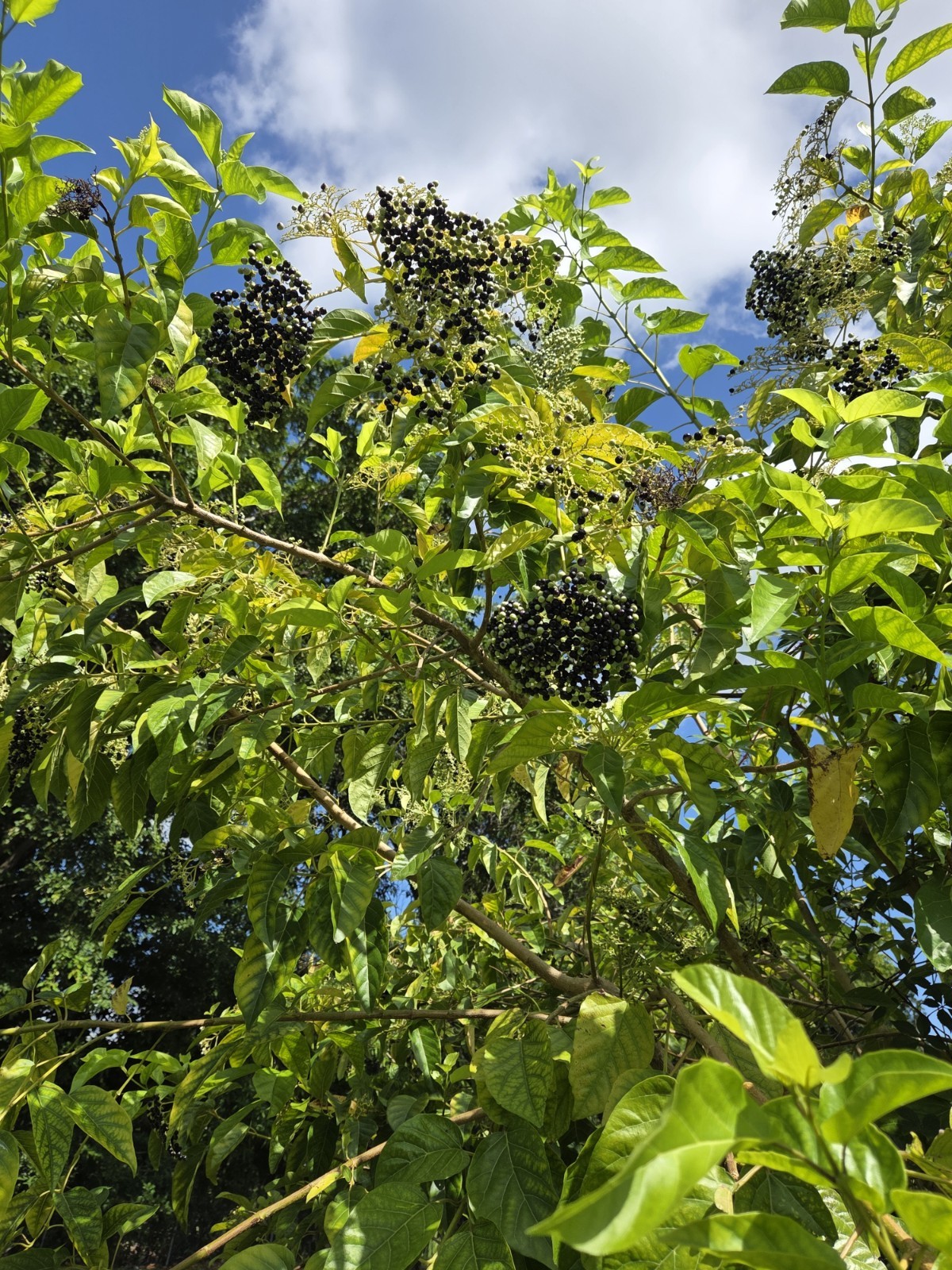 30 seeds of La Cach, cay vong cach,Premna serratifolia L. – harvest Aug-Sept2025